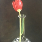 Rode Tulp Rode Tulp