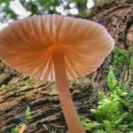 HF19 HF19