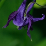 Wilde Akelei (Aquilegia vulgaris)