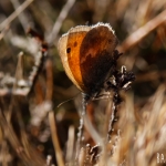 Hooibeestje (Coenonympha pamphilus)