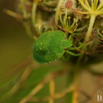 Groene Stinkwants (Palomena prasina)