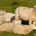 Black Welsh Mountain sheep (Welsh: Defaid Mynydd Duon)