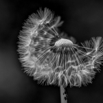 wind wind