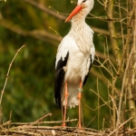 Zoo Parc Overloon Nederland Zoo Parc Overloon Nederland