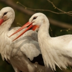 Zoo Parc Overloon Nederland Zoo Parc Overloon Nederland
