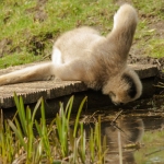 Zoo Parc Overloon Nederland Zoo Parc Overloon Nederland