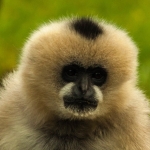 Zoo Parc Overloon Nederland Zoo Parc Overloon Nederland