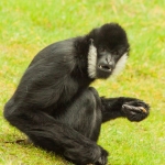 Zoo Parc Overloon Nederland Zoo Parc Overloon Nederland