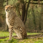 Zoo Parc Overloon Nederland Zoo Parc Overloon Nederland