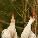 Zoo Parc Overloon Nederland Zoo Parc Overloon Nederland
