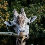Ouwehands Dierenpark Rhenen Nederland Ouwehands Dierenpark Rhenen Nederland