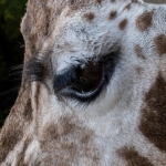 Ouwehands Dierenpark Rhenen Nederland Ouwehands Dierenpark Rhenen Nederland