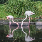 Ouwehands Dierenpark Rhenen Nederland Ouwehands Dierenpark Rhenen Nederland