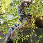 Ouwehands Dierenpark Rhenen Nederland Ouwehands Dierenpark Rhenen Nederland
