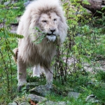 Ouwehands Dierenpark Rhenen Nederland Ouwehands Dierenpark Rhenen Nederland