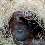 Ouwehands Dierenpark Rhenen Nederland Ouwehands Dierenpark Rhenen Nederland