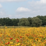 Swolgen Nederland Swolgen Nederland