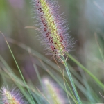 Bloemen Bloemen