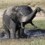 Kenia en Tanzania Kenia en Tanzania