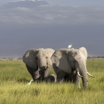 Kenia en Tanzania Kenia en Tanzania