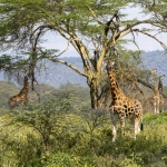 Kenia en Tanzania Kenia en Tanzania