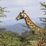 Kenia en Tanzania Kenia en Tanzania