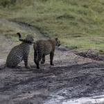 Kenia en Tanzania Kenia en Tanzania