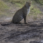 Kenia en Tanzania Kenia en Tanzania
