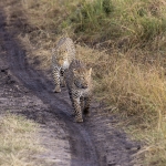 Kenia en Tanzania Kenia en Tanzania