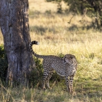 Kenia en Tanzania Kenia en Tanzania