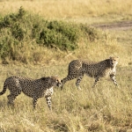 Kenia en Tanzania Kenia en Tanzania