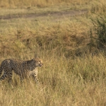 Kenia en Tanzania Kenia en Tanzania