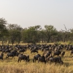 Kenia en Tanzania Kenia en Tanzania