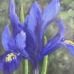 Iris Iris