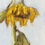 Zonnebloem Zonnebloem
