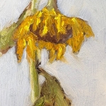 Zonnebloem Zonnebloem