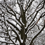 Sneeuw1 Sneeuw1
