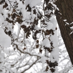 sneeuwblad sneeuwblad