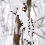 sneeuwtakje sneeuwtakje