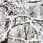 sneeuwtakken sneeuwtakken