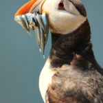 Puffin met aaltjes Puffin met aaltjes