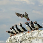Groep puffins Groep puffins