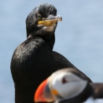 Puffin Puffin