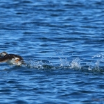 Rennende puffin Rennende puffin