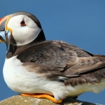 Puffin met aaltjes Puffin met aaltjes