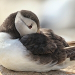 Puffin jong Puffin jong