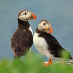 Puffin stel Puffin stel
