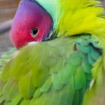 Lovebird Lovebird