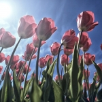 Tulpenveld Tulpenveld