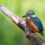 IJsvogeljong IJsvogeljong